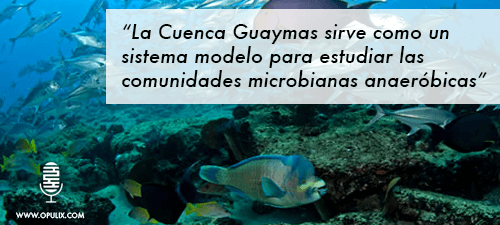 Guayamas-final