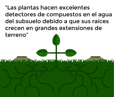 Plantas detectoras de minas terrestres Plantas detectoras de minas terrestres