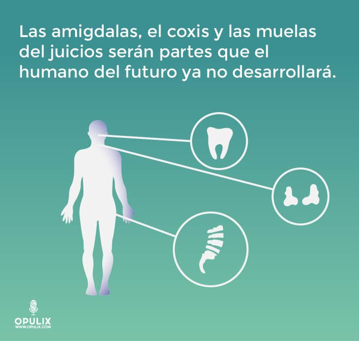 Humanos Humanos